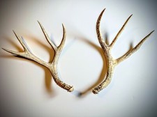 Hey...nice rack matched for sale  Lovell