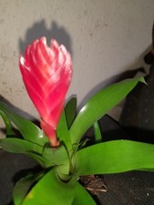 bromeliad plant for sale bromeliad plant for sale SWINDON