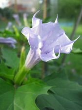 Datura stramonium erba usato  Torino
