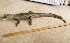 Antique stuffed crocodile for sale  GRANTHAM