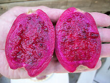 Giant red opuntia for sale  Laredo