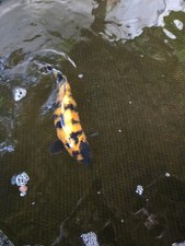 Utsuri red dragon for sale  New Port Richey