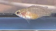Female scarlet badis for sale  Plano
