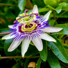 Passiflora caerulea blue for sale  NEWTOWNARDS