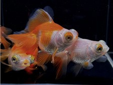 Assorted butterfly tail for sale  Raleigh