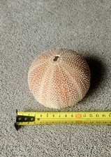Large sea urchin for sale  DEREHAM