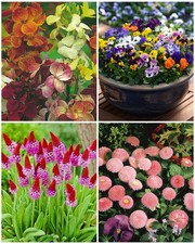 Mixed autumn bedding for sale  STAFFORD