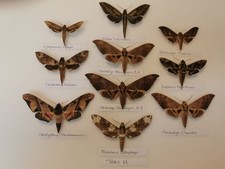 sphingidae for sale sphingidae for sale BARNSTAPLE
