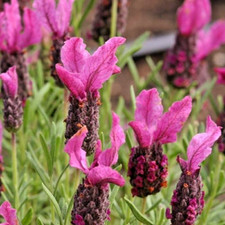 French lavender stoechas for sale  NORTHWICH