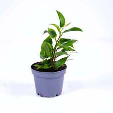 Ficus benjamina weeping for sale  BRISTOL