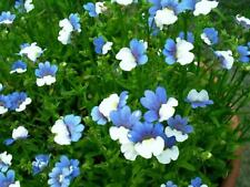 Nemesia blue white for sale  SWINDON