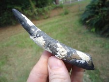 Beautiful mammal tooth for sale  Tallahassee