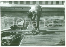 1955 canottaggio canottiere usato  Milano