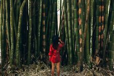 Dendrocalamus Latiflorus Big  Giant,Bambu Raccolto 2025….15 Semi Freschi na sprzedaż  Wysyłka do Poland