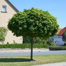 Acer platanoides globosum gebraucht kaufen  Lastrup