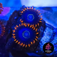 Rainbow hornets head for sale  STOCKPORT