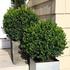 Sprinter boxwood shrub for sale  USA