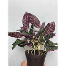 Purple waffle plant for sale  Denver