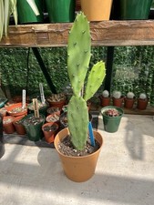 Opuntia vulgaris prickly for sale  WADHURST