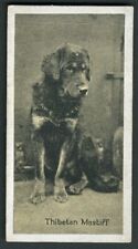 Tibetan mastiff carreras for sale  COLEFORD