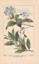 Zimtbaum echter lorbeerbaum gebraucht kaufen  Kassel