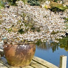 Japanese cherry blossom for sale  UK
