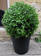 Bloom artificial boxwood for sale  CHELTENHAM