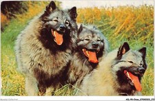 Ailp8 0798 chien d'occasion  France