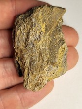 Rare sauropod fossil for sale  SOLIHULL