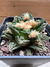 aztekium usato  Valdastico