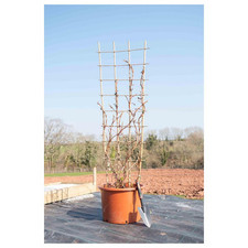 Hydrangea petiolaris trellis for sale  UK