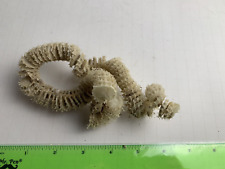 Whelk egg case for sale  Largo