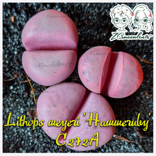 Lithops live stone for sale  TUNBRIDGE WELLS