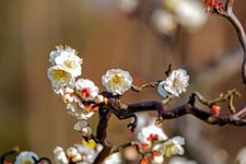 Japanese flowering apricot for sale  Glen Allen
