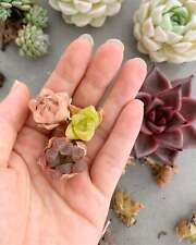 Haworthia babies april for sale  West Boylston