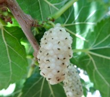 Morus alba white usato  Napoli