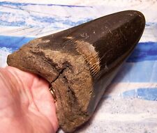Megalodon shark tooth for sale  Hinesville