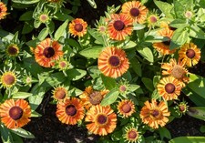 Helenium short sassy for sale  NOTTINGHAM
