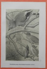 Eichelhäher garrulus glandari gebraucht kaufen  Lauenburg/ Elbe