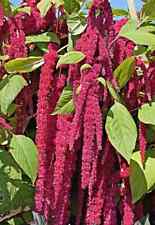Roter garten fuchsschwanz gebraucht kaufen  Recklinghausen