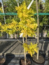 Golden locust frisia for sale  CHORLEY