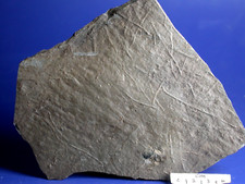 Fossilien frankenwald ichnofos gebraucht kaufen  Marktredwitz