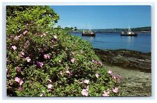 Postcard commercial fishing for sale  Saco