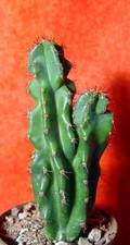 Cereus peruvianus cm gebraucht kaufen  Nürnberg