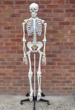 anatomical skeletons for sale anatomical skeletons for sale HEREFORD
