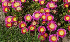 Delosperma cooperi hot for sale  WORKSOP