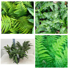 Fern plants garden for sale  LEICESTER