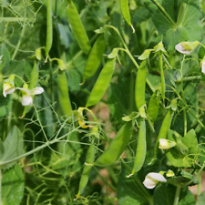 Green peas arkel for sale  Wheeling