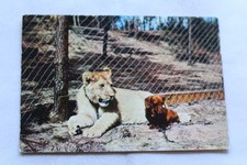 Cpm palmyra zoo d'occasion  Expédié en Belgium