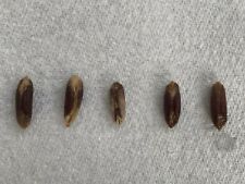 Fresh date palm for sale  SHEFFIELD